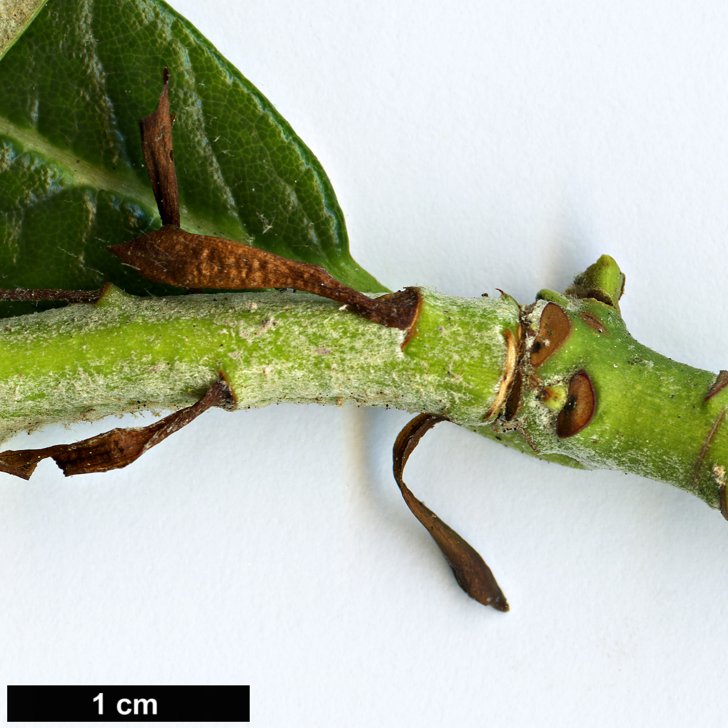High resolution image: Family: Ericaceae - Genus: Rhododendron - Taxon: farinosum
